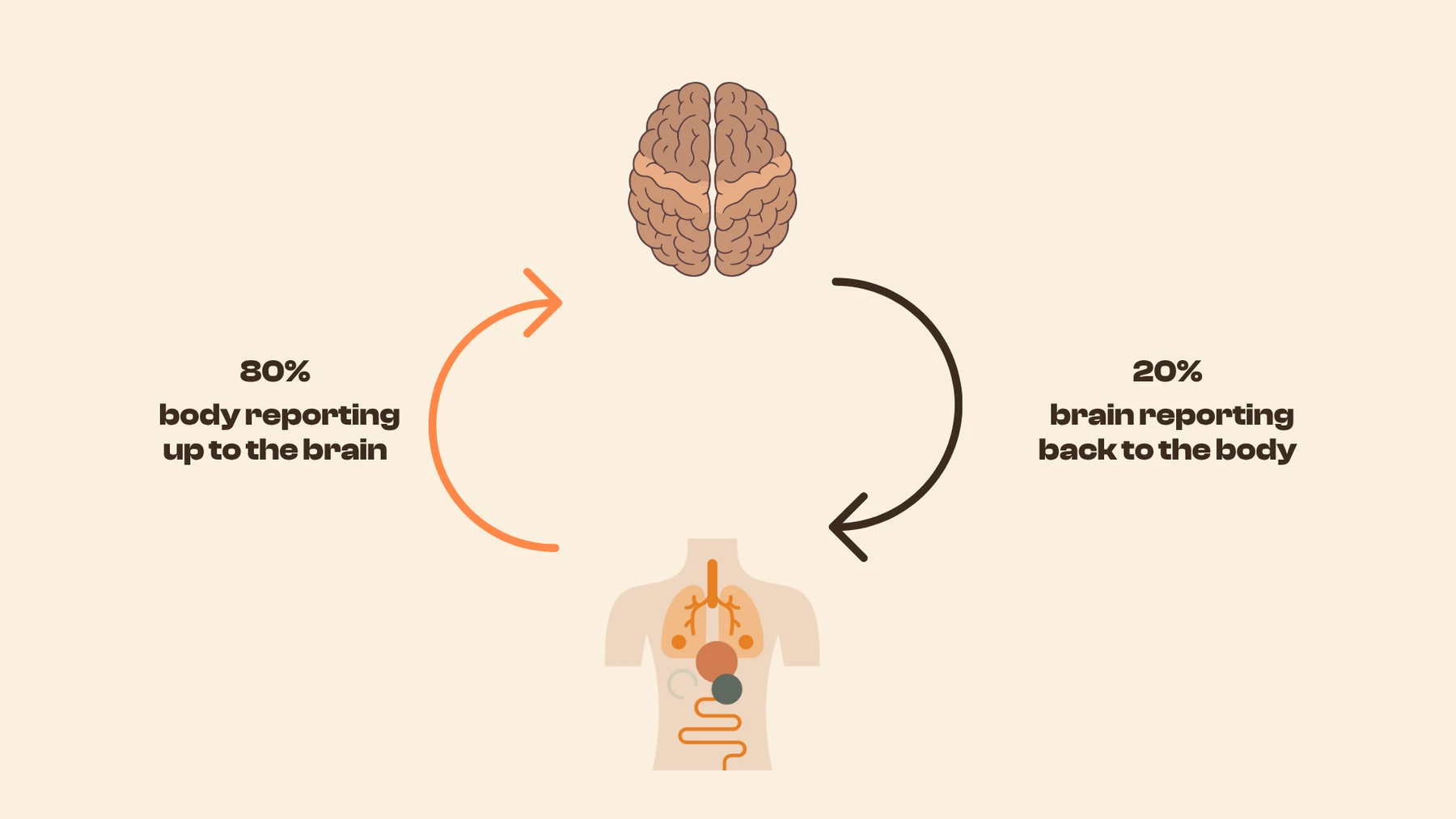 Diagram of the vagus nerve: 80 percent of its fibers carry signals from the body up to the brain, only 20 percent carry signals back down from the brain to the body